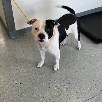 Rip -  Terrier and Bull Terrier Dog for Adoption in Galax, Virginia - Rip | PetCurious