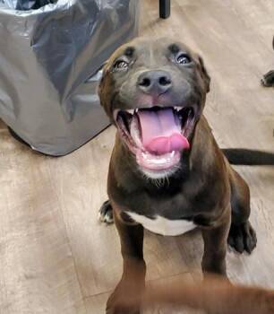 SUMAC -  Labrador Retriever and American Staffordshire Terrier Dog for Adoption in Aurora, Illinois - SUMAC | PetCurious