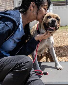 Mixed Breed Dogs Available for Adoption in Chamblee, Georgia - Lantern | PetCurious