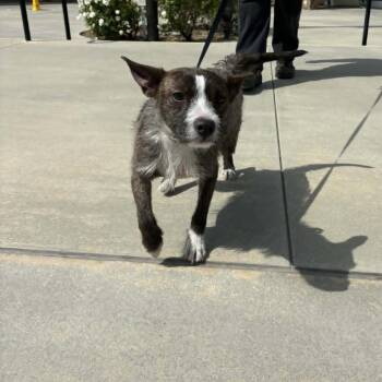 Terrier Dogs Available for Adoption in Chino Hills, California - Egypt - Costa Mesa Location | PetCurious