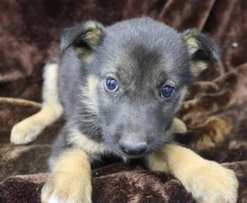 Sage -  Shepherd Dog for Adoption in Thief River Falls, Minnesota - Sage | PetCurious