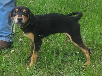 260600  Mulan -  Labrador Retriever and Catahoula Leopard Dog Dog Available for Adoption in Wetumpka, Alabama - 260600  Mulan | PetCurious