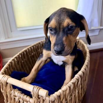 Astronomy Pup: Atlas -  Beagle and Mixed Breed Dog for Adoption in Falls Church, Virginia - Astronomy Pup: Atlas | PetCurious