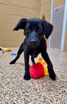 Benjamin -  Terrier Dog for Adoption in Forsyth, Georgia - Benjamin | PetCurious