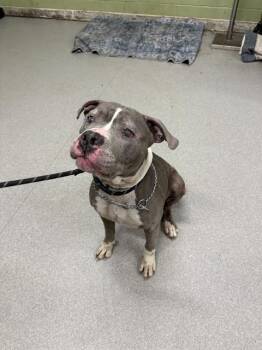 Pit Bull Terrier Dogs Available for Adoption in Indianapolis, Indiana - DENIM | PetCurious