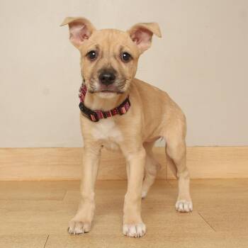 SweeTango D71159 -  Pit Bull Terrier and Shepherd Dog for Adoption in Minnetonka, Minnesota - SweeTango D71159 | PetCurious