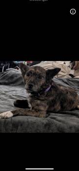 Wendy -  Australian Shepherd and Rat Terrier Dog for Adoption in New Haven, Connecticut - Wendy | PetCurious