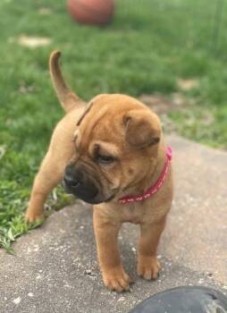 Shar Pei and Cattle Dog Dogs Available for Adoption in New London, Wisconsin - Brie | PetCurious