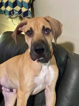 Remington -  Great Dane Dog for Adoption in Joppa, Alabama - Remington | PetCurious