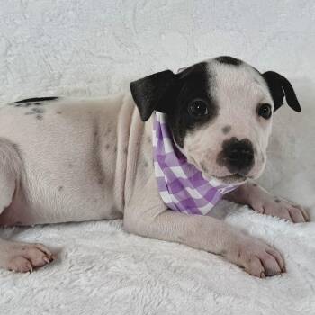 Mabel -  Pit Bull Terrier Dog for Adoption in Johnson City, Tennessee - Mabel | PetCurious