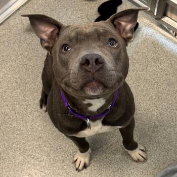 Mixed Breed Dogs Available for Adoption in Naperville, Illinois - Bob | PetCurious
