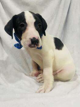 Adler -  Hound and Terrier Dog Available for Adoption in Pensacola, Florida - Adler | PetCurious