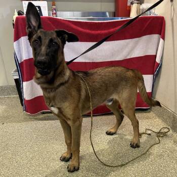 IVHS-Stray-144085 -  Belgian Shepherd Malinois Dog for Adoption in San Gabriel, California - IVHS-Stray-144085 | PetCurious