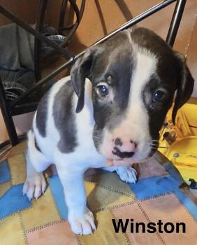 Winston -  American Staffordshire Terrier Dog for Adoption in Manchester, Connecticut - Winston | PetCurious