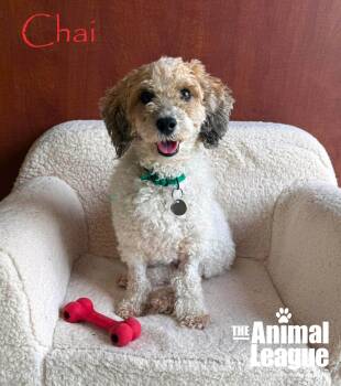 Chai -  Miniature Poodle and Dachshund Dog for Adoption in Groveland, Florida - Chai | PetCurious