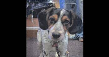 Jack Freeport -  Coonhound Dog for Adoption in Westbury, New York - Jack Freeport | PetCurious