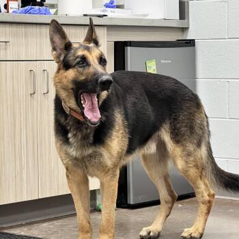 Loki -  German Shepherd Dog Dog for Adoption in Chattanooga, Tennessee - Loki | PetCurious