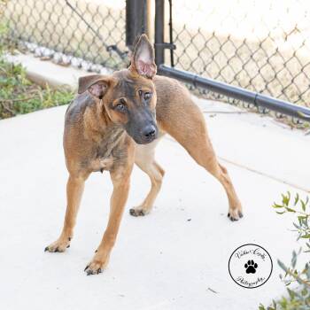 Belgian Shepherd Malinois and Mixed Breed Dogs Available for Adoption - Zinnia | PetCurious