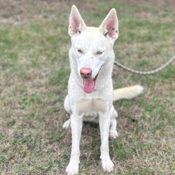 Husky Dogs Available for Adoption - Sassy Girl | PetCurious