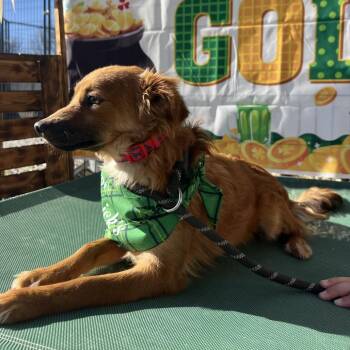 Chihuahua Dogs Available for Adoption - Jefferson | PetCurious