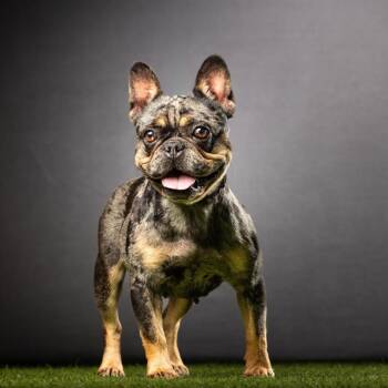 Molly -  French Bulldog and Mixed Breed Dog for Adoption in Jupiter, Florida - Molly | PetCurious