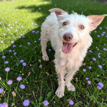 Maggie -  Wire Fox Terrier and Parson Russell Terrier Dog for Adoption in San Diego, California - Maggie | PetCurious