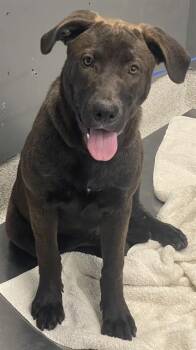 DARLA -  Labrador Retriever and Mixed Breed Dog for Adoption in Tallahassee, Florida - DARLA | PetCurious