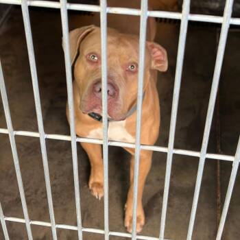 Honcho -  Pit Bull Terrier Dog for Adoption in Show Low, Arizona - Honcho | PetCurious
