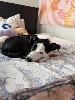 Rescue Mixed Breed Dogs for Adoption in Baton Rouge, Louisiana - Drone Pilot (156865) (In A Foster Home) | PetCurious