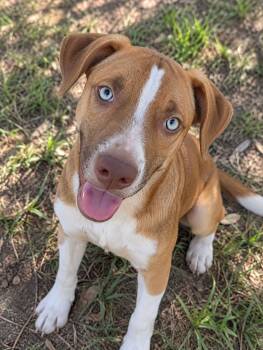 Jack -  Husky Dog for Adoption in Sumter, South Carolina - Jack | PetCurious