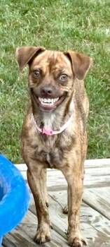 **LITTLE GIRL** -  Pug and Terrier Dog for Adoption in North Prairie, Wisconsin - **LITTLE GIRL** | PetCurious