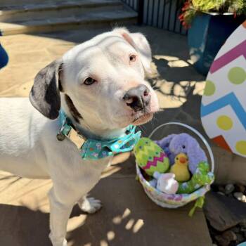 Mixed Breed Dogs Available for Adoption - Marky | PetCurious