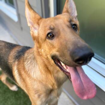 Bumper -  German Shepherd Dog Dog for Adoption in Greensboro, North Carolina - Bumper | PetCurious