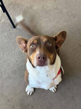 Ruby -  Terrier and Corgi Dog for Adoption in Denver, Colorado - Ruby | PetCurious