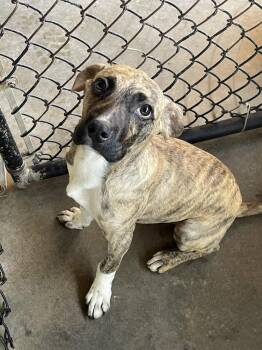 Perez -  Labrador Retriever and Boxer Dog for Adoption in Fair Play, Missouri - Perez | PetCurious