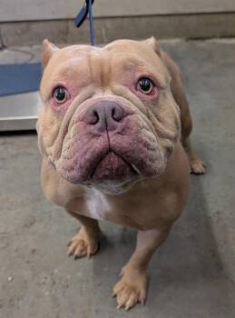 Staffordshire Bull Terrier and English Bulldog Dogs Available for Adoption in Camarillo, California - QUENTIN | PetCurious