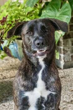 American Staffordshire Terrier Dogs Available for Adoption - Olive | PetCurious