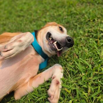 Pancake -  American Foxhound Dog for Adoption in Chesapeake, Virginia - Pancake | PetCurious