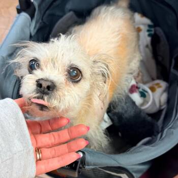 Shih Tzu Dogs Available for Adoption - Dandelion | PetCurious