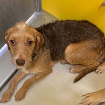 Perry -  Airedale Terrier and Border Terrier Dog for Adoption in Boulder, Colorado - Perry | PetCurious