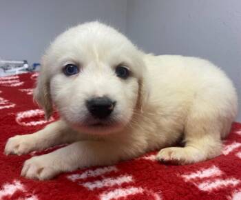 Affenpinscher and Mixed Breed Dogs Available for Adoption in Lockhart, Texas - Drift | PetCurious