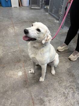 Lillie -  Labrador Retriever Dog Available for Adoption in Taylorsville, Kentucky - Lillie | PetCurious