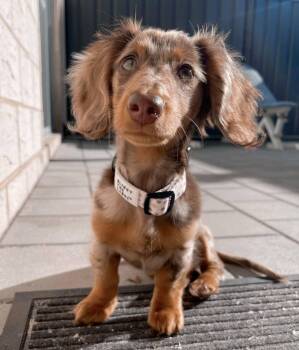 Gummy Bear -  Dachshund Dog for Adoption in Blessing, Texas - Gummy Bear | PetCurious