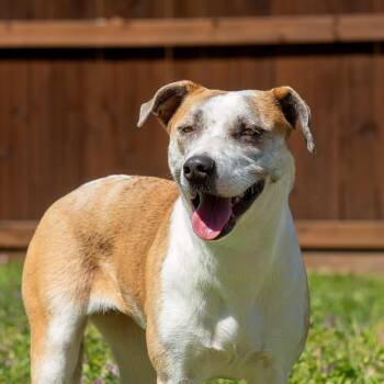 Hound and Shepherd Dogs Available for Adoption - Yael | PetCurious