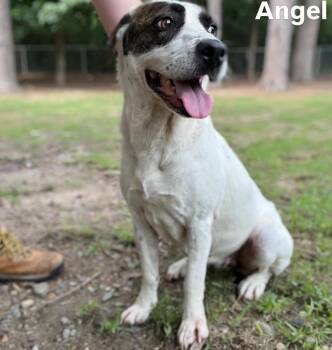 Angel -  Labrador Retriever Dog Available for Adoption in Little Rock, Arkansas - Angel | PetCurious