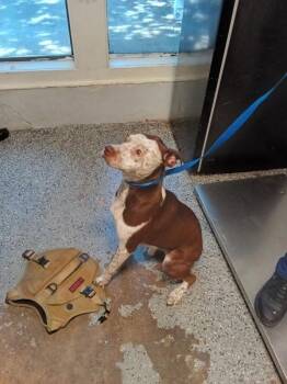 Ice Cream -  Pit Bull Terrier Dog for Adoption in Mobile, Alabama - Ice Cream | PetCurious