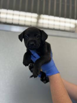 Rescue Dogo Argentino Dogs for Adoption in Victorville, California - Sammie #5150 (609) ***FOSTER OR FOSTER-TO-ADOPT ONLY*** | PetCurious