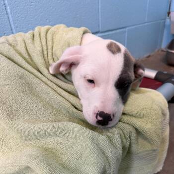 Mixed Breed Dogs Available for Adoption in Emporia, Kansas - Daisy | PetCurious