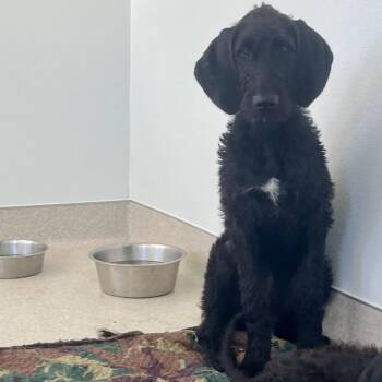 Gumbo aka Frankie  5286 -  Poodle and Great Dane Dog for Adoption in Loxahatchee Groves, Florida - Gumbo Aka Frankie  5286 | PetCurious
