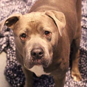 26-00946 -  Pit Bull Terrier Dog for Adoption in Fredericksburg, Virginia - 26-00946 | PetCurious